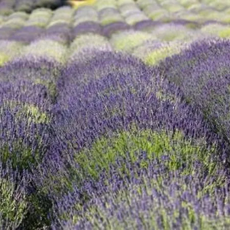 Cosy Avec Terrasse A 100m De La - 4 Couchages, Parking, Animaux Acceptes - Fr-1-251-572 公寓 勒拉旺杜