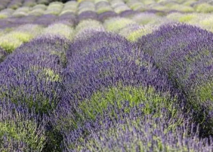 Cosy Avec Terrasse A 100m De La - 4 Couchages, Parking, Animaux Acceptes - Fr-1-251-572 Apartment Le Lavandou